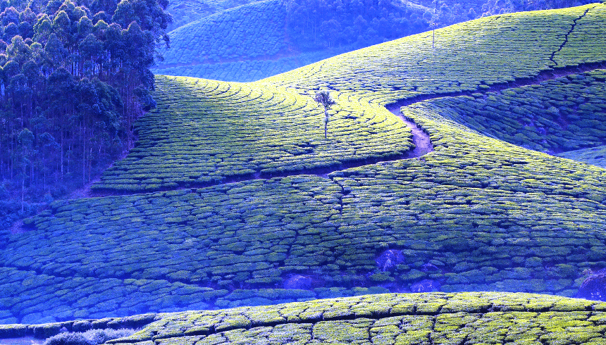 God’s Own Country in God’s Own Weather: Kerala Travel Guide for This Season